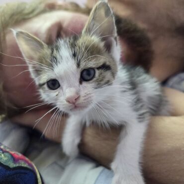 домик для кошки многоуровневый: Кошка даром: Беспородная, 2 месяца, Мальчик, Приучена к лотку