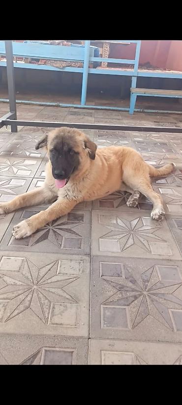 golden retriever satisi: 1 aylıq kanqal balasıdı — 1