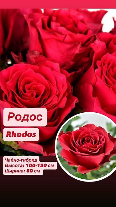 Комнатные розы: Саженцы — 4