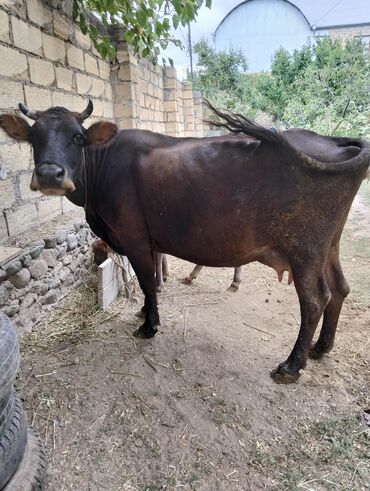 Atlar: Dişi, il: 5, Damazlıq, Südlük, Ünvandan götürmə