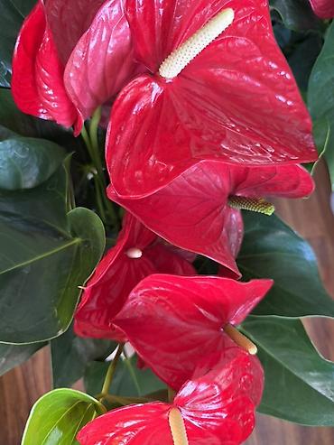 антуриум купить: Антуриум (Anthurium andreanum) в декоративном кашпо - Яркие — 3