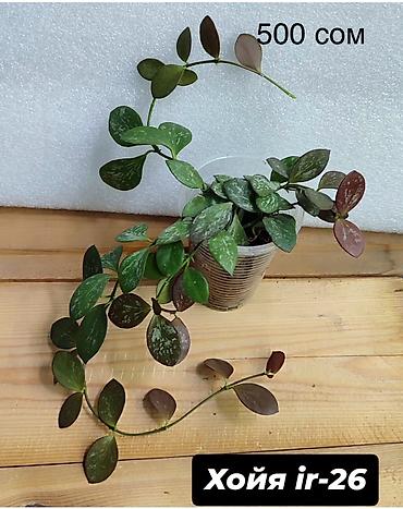 Хойи: Хойя (Hoya) Nui 400 сом( Hoya macrophylla от 250 сом Хойя — 21
