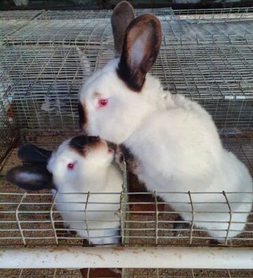 кролики бишкек: Продаются чистокровные кролики!Калифорнийской породы.Покрытые