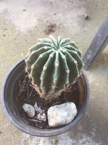 Kaktus: Kaktusi vise vrsta — 15