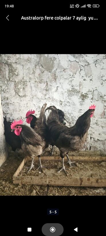 İtlər: Toyuq, Australorp, Damazlıq, Ünvandan götürmə