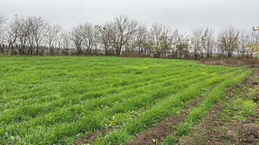 Torpaq sahələrinin satışı: 8 sot, Tikinti, Maklerlər narahat etməsin, Kupça (Çıxarış) — 3