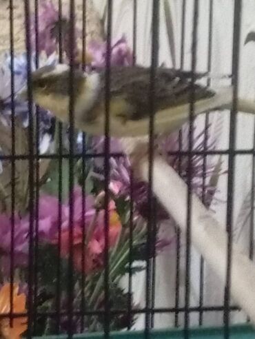 Bülbüllər: Salam. Bulbul satilir. 10 ayliqdi. Fevral ayinin qusudu. Oz qusumun -da lalafo.az — 14 Bülbüllər: Salam. Bulbul satilir. 10 ayliqdi. Fevral ayinin qusudu. Oz qusumun — 14