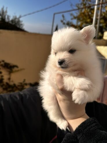 İtlər: Şpitz — 3