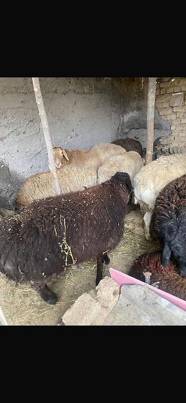 Баран, овца: Продаю | Овца (самка) | Арашан | Для разведения | Ярка — 8