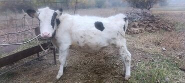 теленки или телята купить: Сатам | Музоо | Бордоп семиртүү үчүн | Байланган