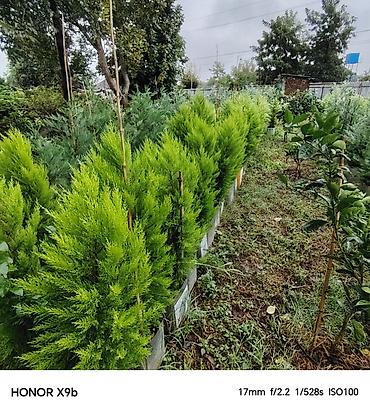 xolikan bitkisi: Thuja (Qızıl şam, leylandi tipli dekorativ iynəyarpaq) fidanları - — 5
