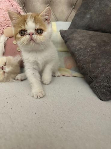 Mačke: Na prodaju mačići persijske egzotične (Exotic Shorthair) rase. Vrlo — 5