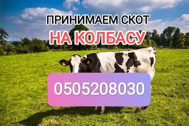 скупка мёда: Куплю | Коровы, быки, Лошади, кони | Круглосуточно, Любое состояние, Забитый