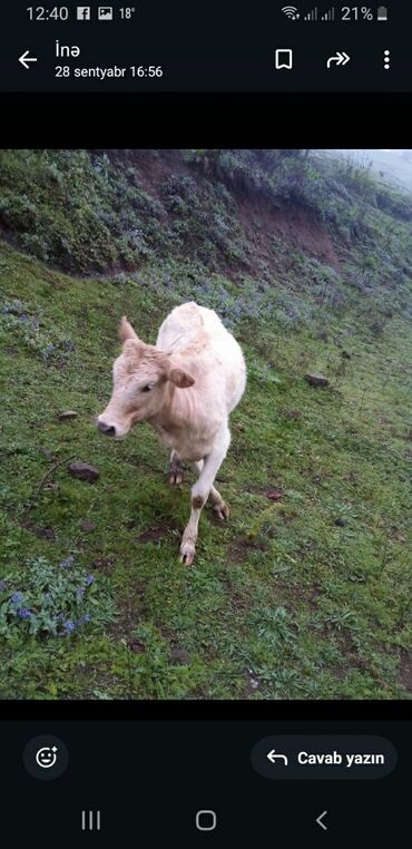 simmental ineklerin satisi: Məhsul: İnək Təsvir: - Rəng: açıq krem və qəhvəyi-ağ ləkəli (iki