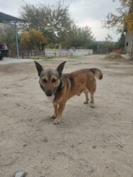 İtlər: Zvonok, 1 il, Erkek -da lalafo.az — 1 İtlər: Zvonok, 1 il, Erkek — 1