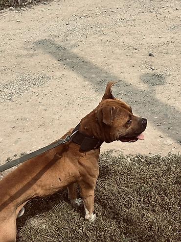İtlər: Pitbul, 1 il, Erkek — 7