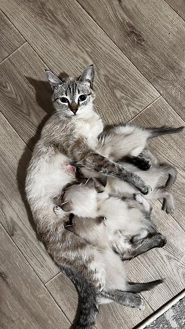 няня для кошек: Отдам котят в добрые руки 🤍 — 1