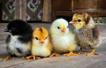 продажа суточных цыплят: Принимаю заказы на домашних суточных цыплят инкубирую яйцо для