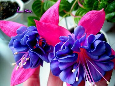 Другие комнатные растения: Продаю Детки!!! (укорененные черенки)сортовых,комнатных фуксий!Цена — 13