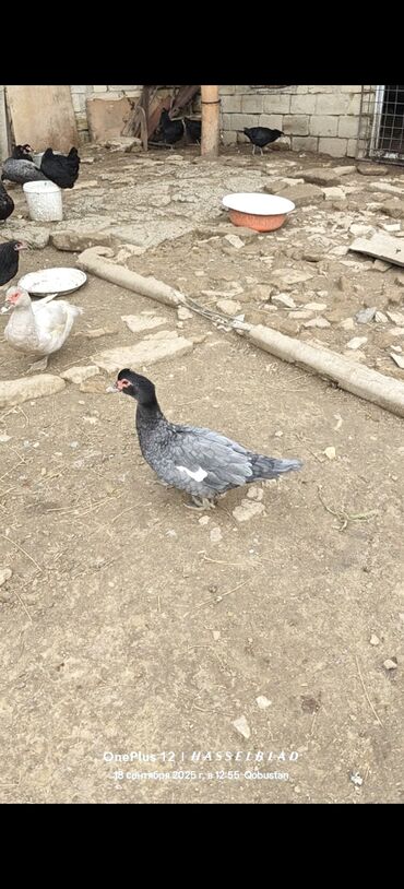 Коровы, быки: Самка, | Lal ordek, Для мяса