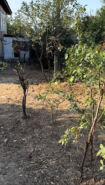 Həyət evləri və villalar: MASALLI RAYONU BORADIGAH SENTERDE TRASA YAXIN OBYEKTE YARARLI 3 sot — 7