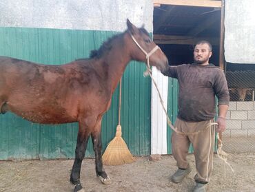 Лошади, кони: Продаю | Жеребец | Для разведения, Рабочий | Племенные — 1