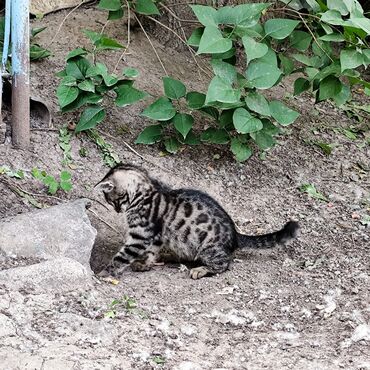 шотландец кот: Котята и мама ищут дом. Отдам в добрые руки 11 мкр 4 котенка