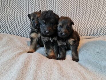 Psi: I have German Shepherd long hair puppies for sale 6 female and 5 male