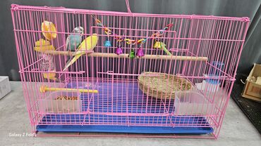 певчие птицы: Продам парных попугаев вместе с клеткой