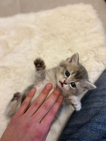 Pişiklər: Britan, Erkək, Dişi, Yaxşı əllərə, Pulsuz çatdırılma — 7