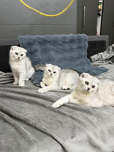 Кошки: Шотландская вислоухая — 7