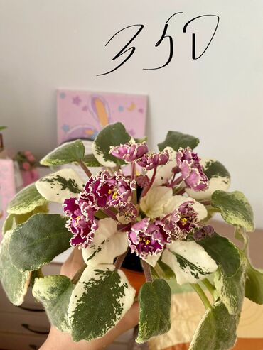 Другие комнатные растения: Продаются комнатные цветы🥰 цена указана на фотографиях