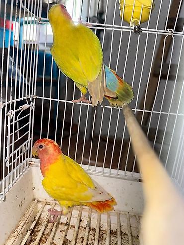 золотая шиншилла котенок: Naxçıvan tutuquşusu (lovebird) – parlaq rəngli cüt - Rəngləri: əsasən — 8