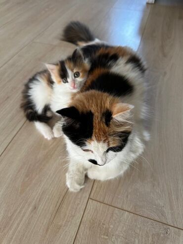 шотланский кот: Отдадим 3х цветного котенка в хорошие руки.
Г.Кара-Балта
