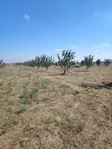 bine atciliqda torpaq satilir 2019: 94 sot, Kənd təsərrüfatı, Maklerlər narahat etməsin — 2