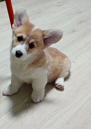 İtlər: Korgi, 2 ay, Erkek, Sənədli, Pulsuz çatdırılma — 8