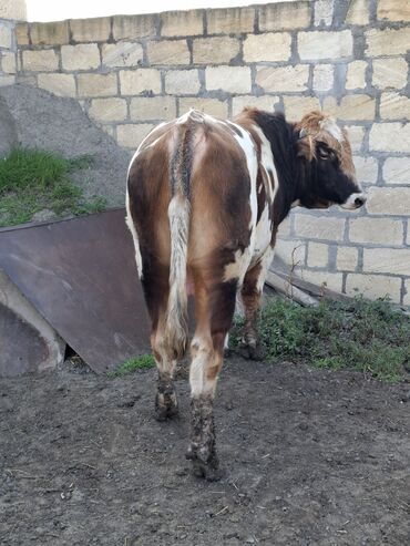Inəklər, öküzlər: Erkək, il: 1, 150 kq, Damazlıq -da lalafo.az — 1 Inəklər, öküzlər: Erkək, il: 1, 150 kq, Damazlıq — 1
