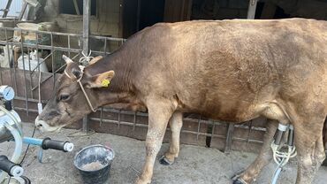 быки герефорд: Продаю | Корова (самка) | Швицкая | Для молока | Стельные