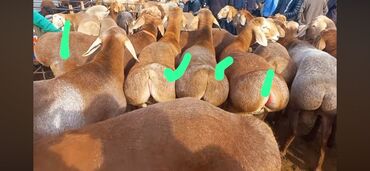 Бараны, овцы: Продаю | Баран (самец) | Арашан | Для разведения