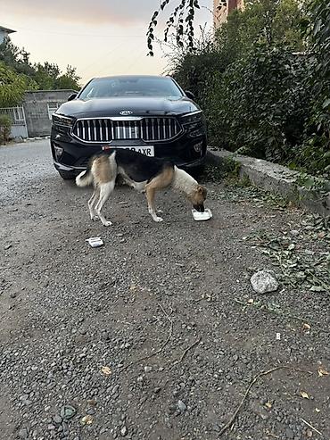 турецкий ван купить: Собака даром: Дворняжка, 1 год, Самка — 3