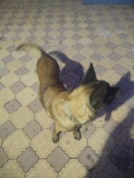 акустические системы boom колонка в виде собак: Ит кууту: Бельгия овчаркасы, Эркек, 2 жаш, Эмделген