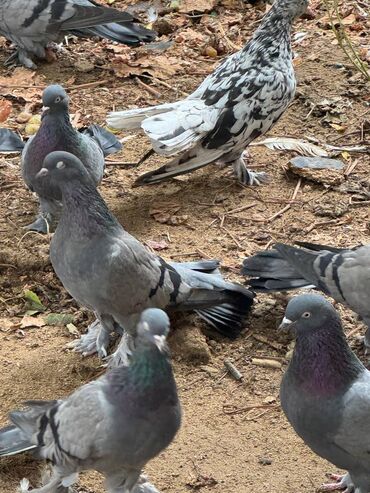 Göyərçinlər: Kəməti göylərdi içində 3 4 dənə əbrəş var. 17-20 tukdulər. kom şəkildə -da lalafo.az — 2 Göyərçinlər: Kəməti göylərdi içində 3 4 dənə əbrəş var. 17-20 tukdulər. kom şəkildə — 2