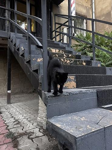 Отдам даром кошку: Кошка даром: Беспородная, Девочка — 5