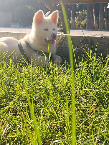 ləzgi iti: Akita-inu — 4