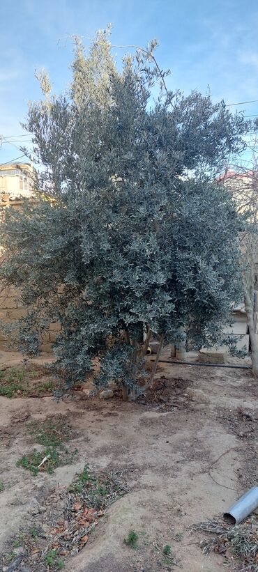 zeytun ağacı: 5 ədəd 4 metrlik zeytun ağacı satılır 
1ədədi 30 manat