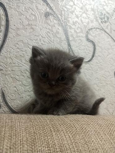 Pişiklər: Şotland yastı qulaq, Erkək, Ünvandan götürmə — 4