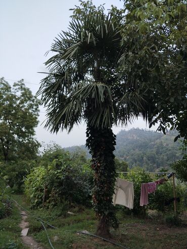 palma ağacı qiyməti: Palma