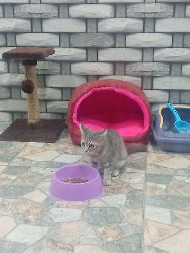 Зоотовары: Məhsul: Pişik üçün aksessuar dəsti Tərkibev - Yumşaq, qapalı pişik — 1