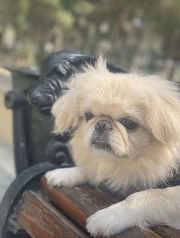 it ücün ev: Pekines, 3 il, Erkek, Cütləşmə üçün