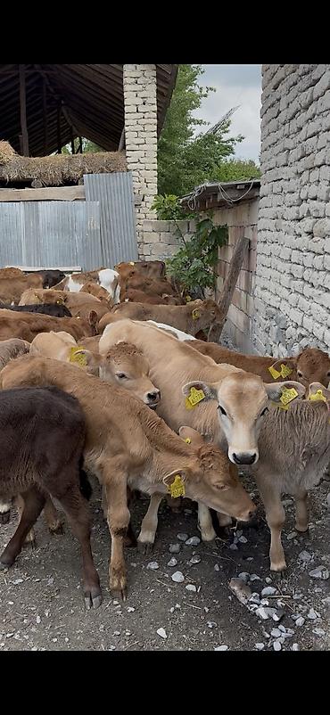 cins qoyunlar satilir: Ətlik istiqamət üçün buzovlar - Yaş qrupu: erkən yaşlı buzovlar - — 7